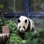 Panda Géant du Zoo de Ueno